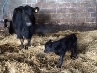 A new born calf on our farm